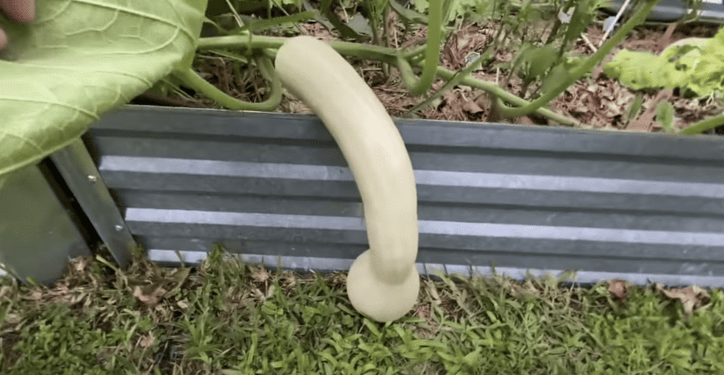 Tropical squash